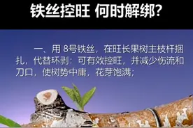 铁丝捆住，控旺促花，中庸树势#李子树 #控旺促花 #抖音助农 #果树管理 #压枝技术视频封面