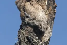 林鸱（chi）妈妈：孩子，木头是不能打哈气的。#野生动物 #难得一见 #神奇的大自然