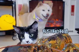 救命！狗生第一次吃波士顿龙虾最后一口竟然让… #爱肯拿鸭肉梨狗粮 #一口超20种天然精华食材 #万物可爱计划 #生骨肉 #它真的好像个小宝宝