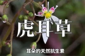 虎耳草：颜值与实力并存的“阳台医生” 生于山涧石缝，叶如虎耳，翠绿带斑。  古人称其“金线吊芙蓉”。如今，它不仅是庭院雅趣，更是自然赐予的**天然抗生素**。  #抖音读书日 #内容启发搜索 #万物皆可种草#抖音花式讲书视频封面