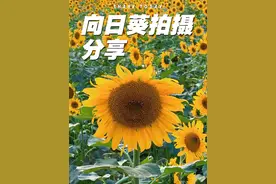 花朵拍摄技巧 三种向日葵拍摄技巧，一种比一种好看，简单易学#手机摄影 #拍花技巧 #拍摄花朵教程 #向日葵