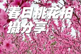 桃花拍摄教程 分享五个桃花拍摄技巧，简单易学，唯美好看，#拍花技巧 #桃花 #拍花 #桃花朵朵开 #手机摄影