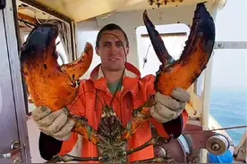 #喜欢吃大龙虾钳子的你有没有想过钳子的威力有多大视频封面