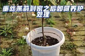 垂丝茉莉买回家如何养护操作 #垂丝茉莉#养花小知识 #养花知识分享#花卉绿植