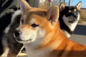 养狗一定要多夸多奖励 太可爱咯！哈哈哈😝 其实狗狗比猫咪更爱吃鱼，来自深海的三文鱼，原汁原味营养又美味！小猫小狗都爱吃哦～#柴犬 #萌宠好物 #新手养狗 #科学养宠攻略