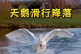 为什么天鹅降落时要滑行十几米？#科技发明秀