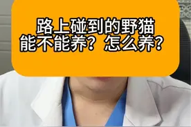 如上碰到的小野猫能不能养？怎么养？#科学养宠攻略
