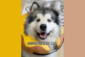 都说宝宝长得像萨摩耶？ #阿拉斯加#阿拉小冠军#萨摩耶#没头脑和不高兴#宠物基因检测