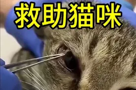 猫咪眼睛里藏有异物，好在及时送入宠物医院！否则后果不堪设想！ #猫咪 #动物世界看人生百态 #神奇动物在这里