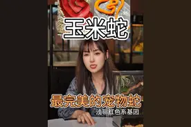 浅聊一下玉米蛇的红色系基因，以及认识基因对小白来说有什么作用#玉米蛇 #蛇 #蛇🐍 #神奇动物在抖音 #爬宠