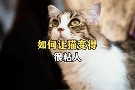 如何让猫变得很粘人？ #猫咪 #萌宠 #铲屎官 #新手养猫