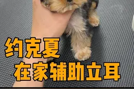 约克夏不立耳怎么办，今天教大家如何在家辅助立耳#约克夏 #约克夏不立耳 #约克夏辅助立耳视频封面