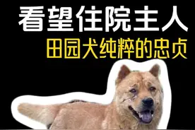 狗狗看望主人的路上什么都没带，却带来了对主人赤诚的忠心 #中华田园犬 #有灵性的狗狗 #萌宠出道计划 #内容启发搜索 #小狗的爱是永远的视频封面