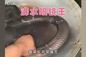 沸水煮眼镜王，取蛇胆泡酒 #眼镜王 #蛇