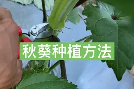 从种子到成熟，秋葵种植全过程 历时半年，从种子到种子#新农人计划2024 #秋葵视频封面
