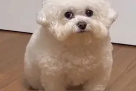 妈妈养的狗狗VS爸爸养的狗狗#比熊 #萌宠出道计划 #萌宠好物 #萌宠日常记录 #科学养宠攻略视频封面