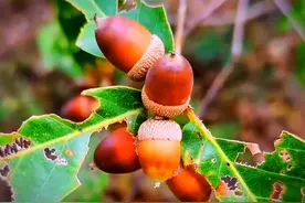 青岗木全身是宝，它的果实是多少人童年的回忆#青岗木 #橡树 #植物科普