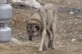 坎高犬独战狼群，在没有防狼项圈情况下与狼大战#土耳其坎高犬 #牧民生活 #牧羊犬的职责