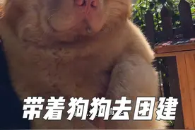 带着小区的狗子们一起出发团建咯！ #狗狗游泳 #土松 #旅行