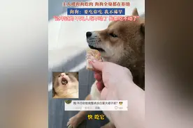 2月15日，黑龙江，主人喂狗狗吃肉 狗狗全身都在拒绝，狗狗：要吃你吃 我不稀罕，“过年过的 不光人吃不动了 狗都吃不动了”#狗狗的心思都写在脸上了 #过年吃多了视频封面