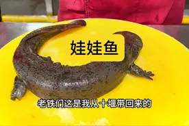 养殖的娃娃鱼真的还蛮好吃 #一起动动嘴 #寻味生活烟火气 @大桥调味