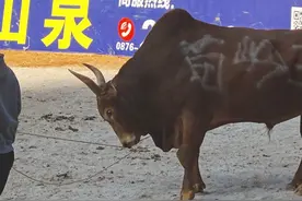 苗岭王VS蒙面高手，打国太重，牛角不幸掉了…视频封面