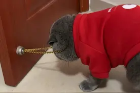 所以说黄金是不可以和磁铁在一起的#萌宠出道计划 #猫咪的迷惑行为视频封面