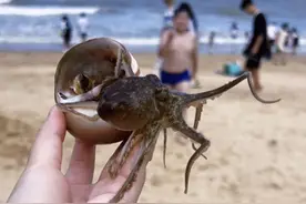 谁说连云港不好玩的？今天在连岛抓了14只八爪鱼，1大袋蛤蜊，1桶海螺、猫眼螺、寄居蟹，不仅孩子激动，我们都很兴奋，瞬间成为海边最亮的仔#赶海 #旅行vlog #大海的馈赠 #连云港 #连云港赶海视频封面