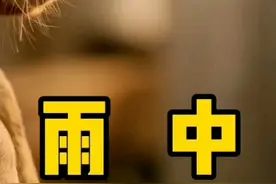 #短视频变现 #狗和人之间发生的感人故事盘点 #欧美电影视频封面