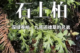 石上柏学名深绿卷柏 卷柏家族的优秀成员，和九死还魂草一样遇干旱能多年不死#卷柏#石上柏#九死还魂草