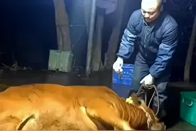 螺丝刀宰牛，场面壮观#现宰黄牛肉 #宰牛方法 #牛肉