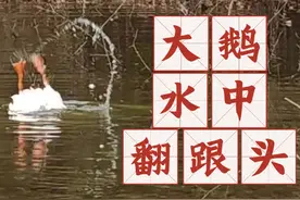 【催眠助眠】荣耀magic7pro长焦拍摄大鹅在水中翻跟头（240mm）