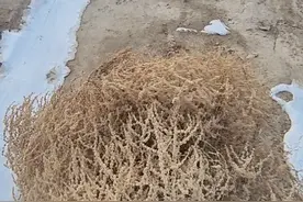 告诉我～兰州市现在用纯蓬灰的还有哪几家…… 蓬灰制作过程～先把蓬草烧成灰石、砸碎灰石、加水熬8小时左右 出来就是蓬灰水，基本成分就是盐和碱，适量加到面里就能拉开了，纯天然的拉面剂。 烧制季节基本在秋冬两季。 20多年前兰州市的牛肉面都是用这种天然拉面剂#兰州牛肉面#蓬灰#蓬灰牛肉面视频封面