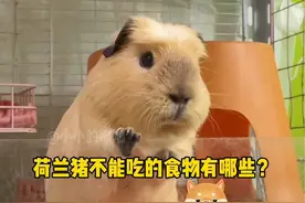 荷兰猪不能吃的食物是什么？为什么土豆不能吃？#荷兰猪 #萌宠出道计划 #科学喂养