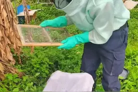 覆布盖在纱网上还是盖在纱网下面？#中蜂覆布 #中蜂活框养殖