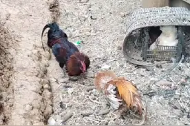 斗鸡vs土鸡#公鸡中的战斗机 #农村散养土鸡