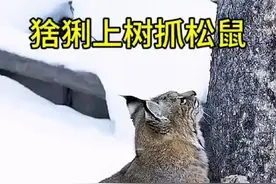 松鼠躲树上嘲笑猞猁，不料猞猁突然上树将他抓了下来！ #松鼠 #猞猁 #动物解说 #动物世界看人生百态 #野生动物视频封面