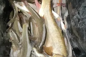 探钓川西，雅鱼连竿爆护 溪流钓雅鱼，细鳞鱼，位置选好了，窝料饵料用对了，就能爆护连竿……#溪流钓雅鱼 #雅鱼线组 #雅鱼饵料 #细鳞鱼 #钓雅鱼