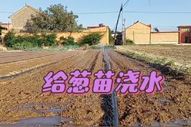 葱苗种上好几天了还没出苗，和老李又铺上管子开始浇地。视频封面