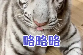 虎虎大王收小弟啦！#宫百万 #白虎视频封面