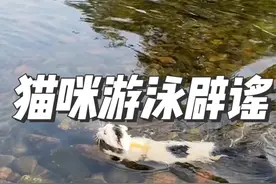 我用60天教会2只小猫，勇敢游泳，不是一天教会的。给猫社会化，以后不应激比任何亲亲抱抱，更能保护它的生命，我养猫10年了，做猫咪行为学科普视频9年了，请相信我#会游泳的猫 #流浪猫 #猫咪的迷惑行为 #我镜头下的小猫 #柿子菌视频封面