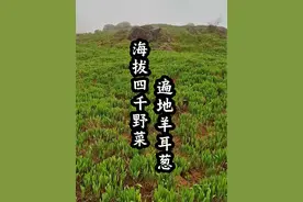 鹿耳韭菜生长在海拔2000-3500的样子、3500海拔以上还有野菜吗？答案是有的！来自海拔3800以上的羊耳葱、最高可达4500海拔#大自然的馈赠 #纯天然绿色蔬菜 #挖野菜 #鹿耳韭视频封面
