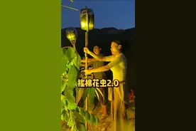 去摇棉花虫路程2小时，摇知了只需10分钟。云南人不是爱吃 是纯纯爱玩#云南美食 #棉花虫 #内容启发搜索 #云南人的快乐又来了 #我的乡村生活视频封面