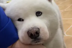 撒娇小宝 啥也不干 就是想贴贴#萨摩耶 #萌宠 #笨蛋小狗 #狗狗 #这个世界不能没有小狗视频封面