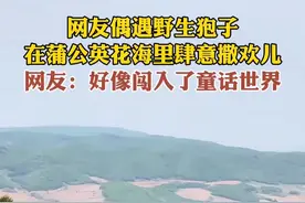 5月21日，吉林延吉。网友偶遇野生狍子，在蒲公英花海里肆意撒欢儿。网友：好像闯入了童话世界。#延吉偶遇野生狍子#吉林人最真严#童话世界 （责编：潘婷 编审：裴晶莹 监审：董杰）