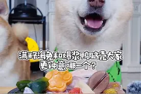 今天爆浆鸭脑壳戏份满满… #生骨肉 #柴犬 #当你有只嘴馋小狗 #汪星人的精致生活 #让小狗我看看怎么个事视频封面