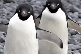 阿德利企鹅驱逐地球最大帝企鹅，直立身高接近成年人！#阿德利企鹅 #帝企鹅 #南极大陆 #神奇动物在抖音 #野生动物零距离