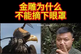 金雕饥饿的时候除了主人，其他的都是他的猎物。#户外 #农村生活 #金雕 #老鹰 #猫头鹰