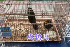 花鸟市场上的成年乌鸫鸟，这鸟嘴都长得黄黄的，都挺好看的！