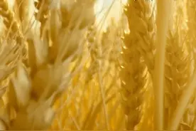 小满，人生最好的状态｜咏物文社 第八百零一回视频封面